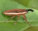 Lixus placidus - photo 3