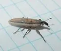 Lixus placidus - photo 4
