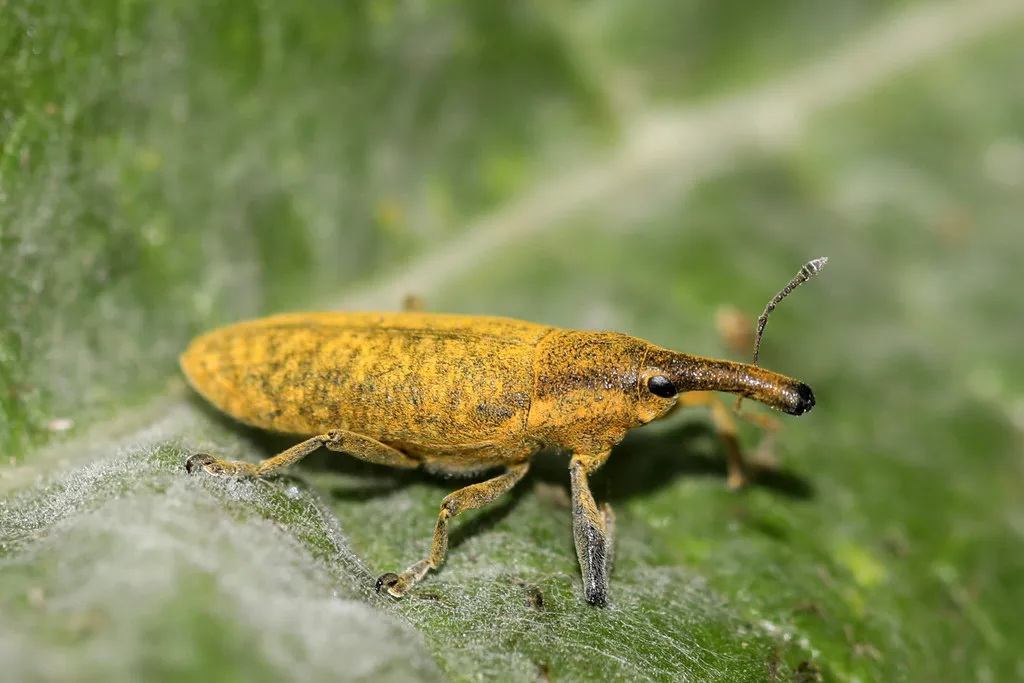 Elongated Bean Weevil - photo 2