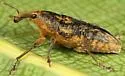 Lixus punctinasus - photo 2