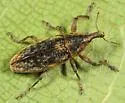 Lixus punctinasus - photo 3