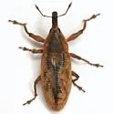 Lixus punctinasus - photo 4