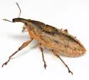 Lixus punctinasus - photo 5