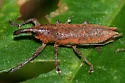 Lixus rubellus - photo 2