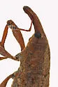 Lixus rubellus - photo 3