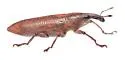 Lixus rubellus - photo 4