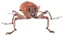 Lixus rubellus - photo 5
