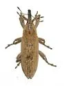 Lixus semivittatus - photo 2