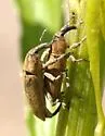 Lixus semivittatus - photo 3