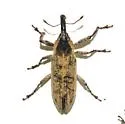 Lixus semivittatus - photo 4