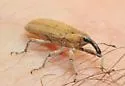 Lixus semivittatus - photo 5