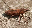 Lixus terminalis - photo 2