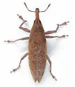 Lixus terminalis - photo 3