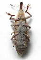 Lixus terminalis - photo 4