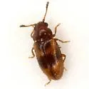 Loberus ornatus