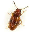 Loberus ornatus - photo 3