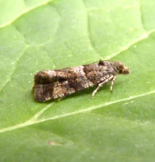 Lobesia abscisana