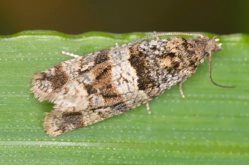 Lobesia abscisana - photo 2