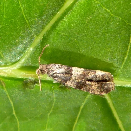 Lobesia abscisana - photo 3