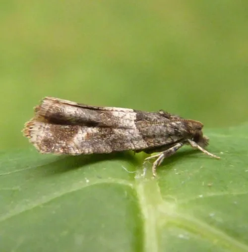 Lobesia abscisana - photo 4
