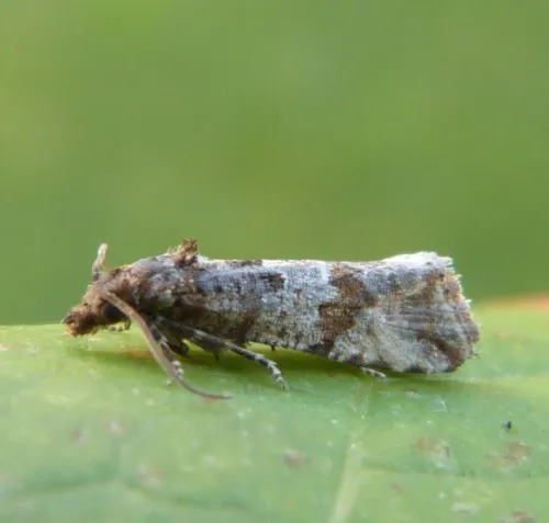 Lobesia abscisana - photo 5