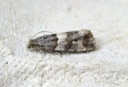 Lobesia abscisana - photo 6