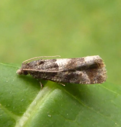 Lobesia abscisana - photo 7