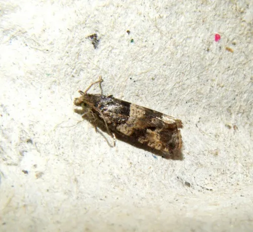 Lobesia abscisana - photo 8