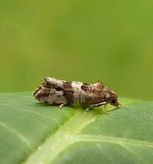 Lobesia littoralis