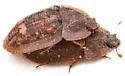 Lobiopa falli - photo 2