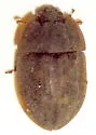 Lobiopa falli - photo 3