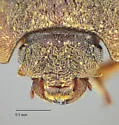 Lobiopa falli - photo 4