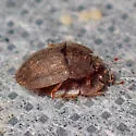 Lobiopa falli - photo 5