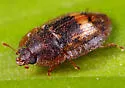 Lobiopa insularis