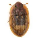 Lobiopa insularis - photo 2