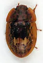 Lobiopa insularis - photo 3