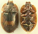 Lobiopa insularis - photo 4