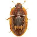 Lobiopa insularis - photo 5