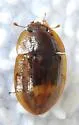 Lobiopa punctata