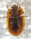Lobiopa punctata - photo 2