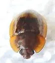 Lobiopa punctata - photo 3
