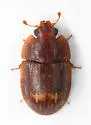 Lobiopa punctata - photo 4