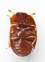 Lobiopa punctata - photo 5