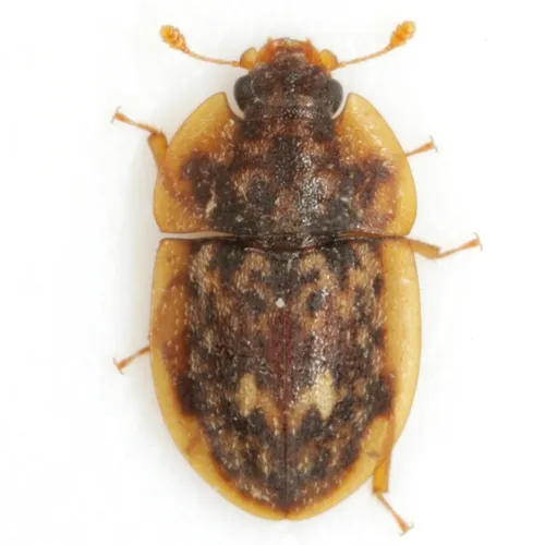 Lobiopa undulata - Lobiopa undulata