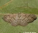 Lobocleta granitaria - Hodges#7095