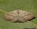 Lobocleta granitaria - Hodges#7095 - photo 2