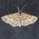 Lobocleta granitaria - Hodges#7095 - photo 4