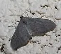 Lobocleta griseata - Hodges#7099