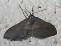 Lobocleta griseata - Hodges#7099 - photo 2