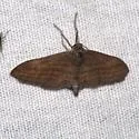 Lobocleta griseata - Hodges#7099 - photo 3